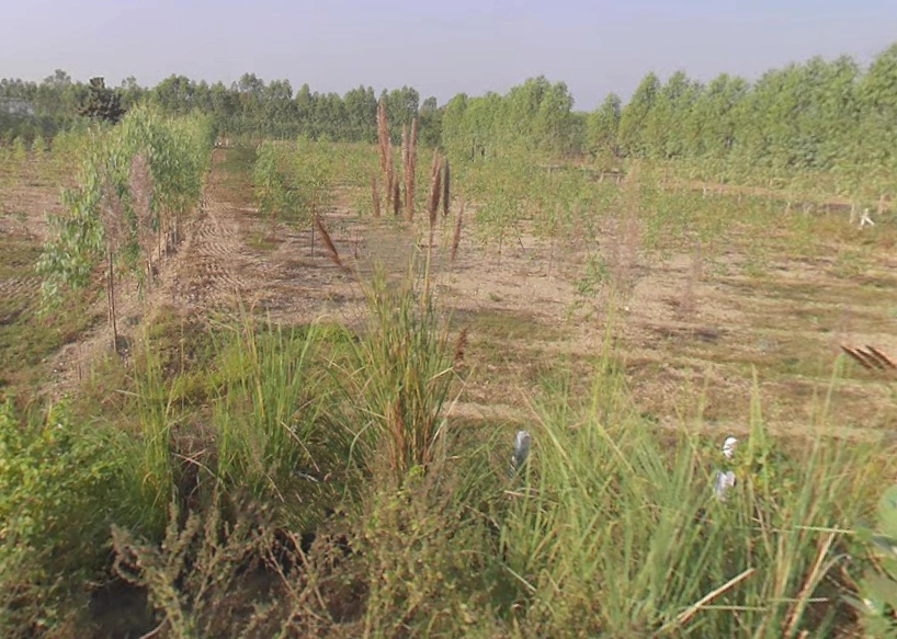 Manoharpur, Uttar Pradesh 247662, India