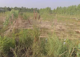 Manoharpur, Uttar Pradesh 247662, India preview 3