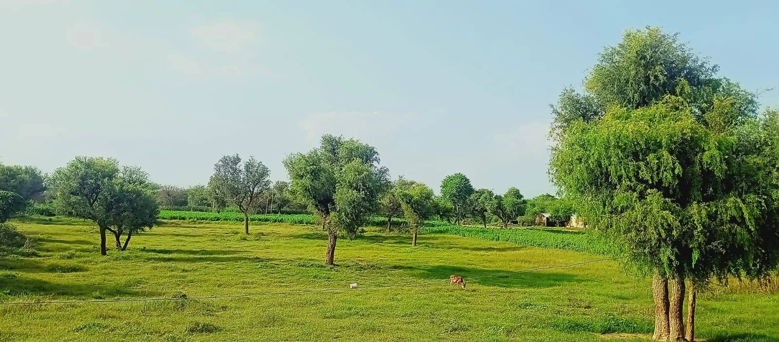 Dabwali, Sirsa, Haryana 125104, India