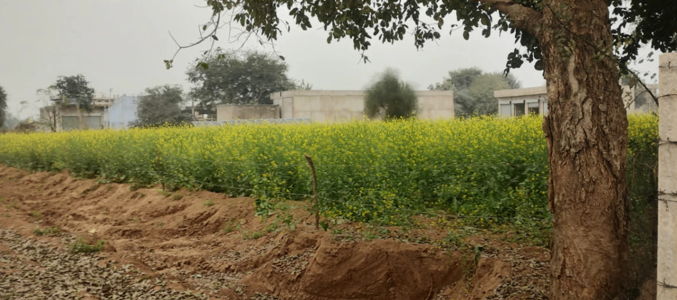 Nurpur Bedi, Punjab 140117, India
