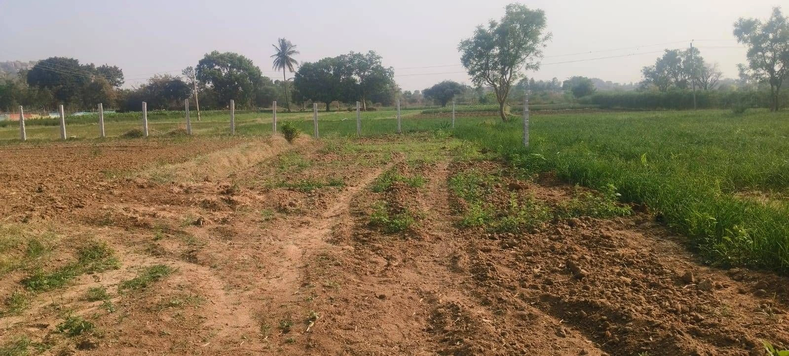 JJQ7+M9 Vaddenahalli, Karnataka, India