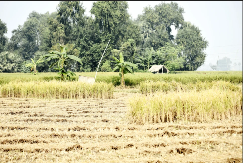 Rangwasa, Indore, Madhya Pradesh 453331, India