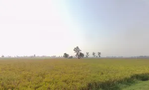 Patran, Punjab 140307, India preview 2