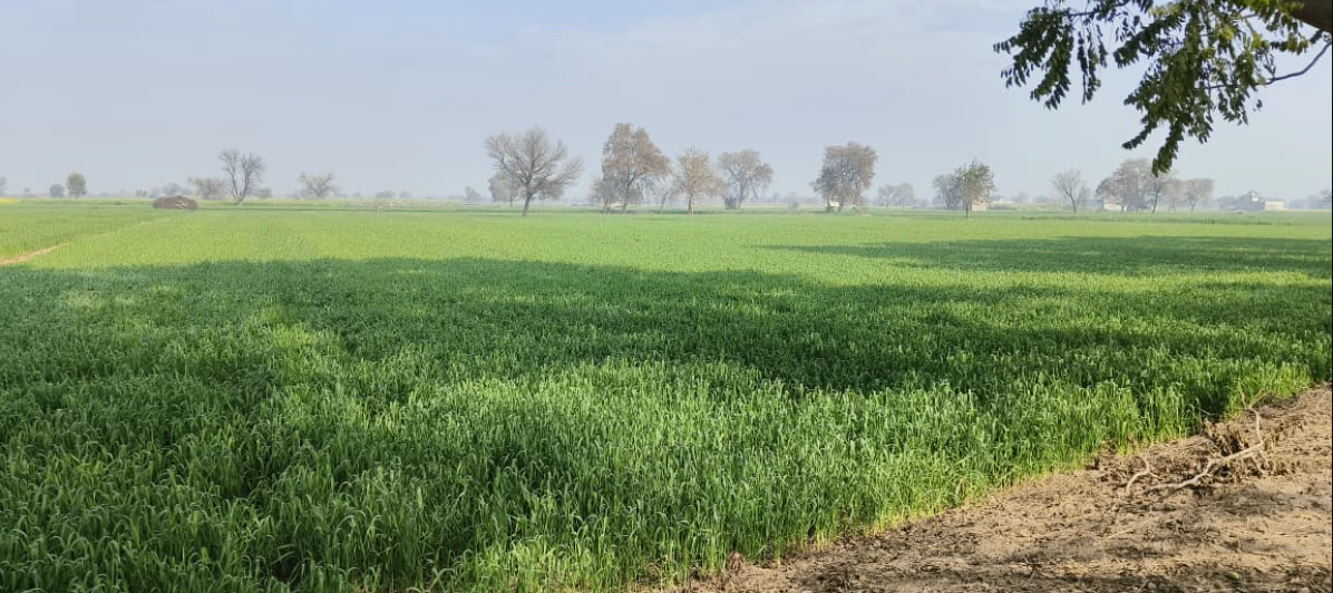 1, Kanganpur, Sirsa, Haryana 125055, India - Photo 2