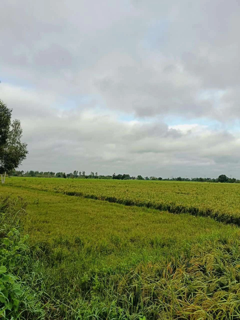 Bheema, Mathura, Uttar Pradesh 281204, India - Photo 4