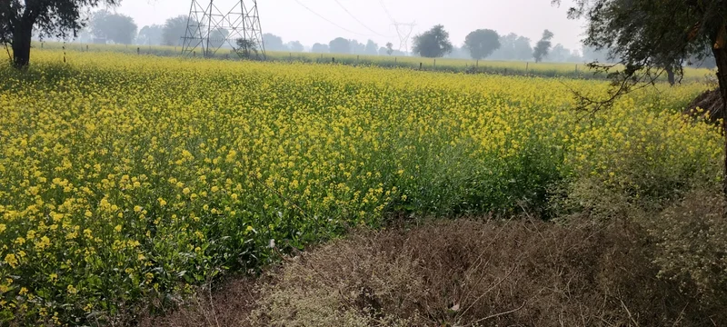 Barodameo, Rajasthan 301021, India preview 3