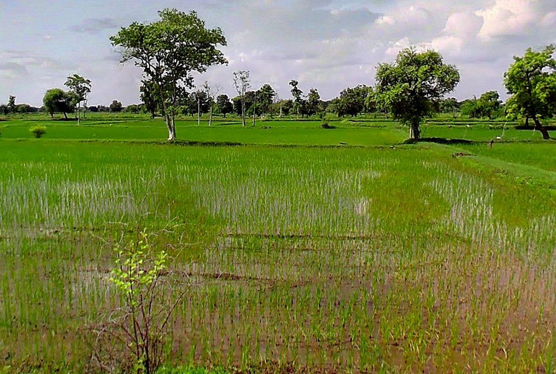 Chatuwa, Chhattisgarh, India