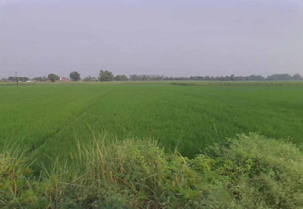 Bisalpur, Uttar Pradesh 262201, India
