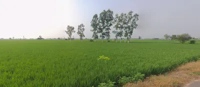 Sanour, Sheesh Mahal Enclave, Patiala, Punjab 147001, India preview 2