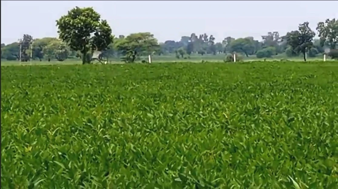 Ralayata Haibat, Madhya Pradesh 456550, India