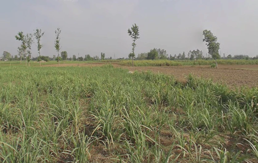 Amroha, Uttar Pradesh, India