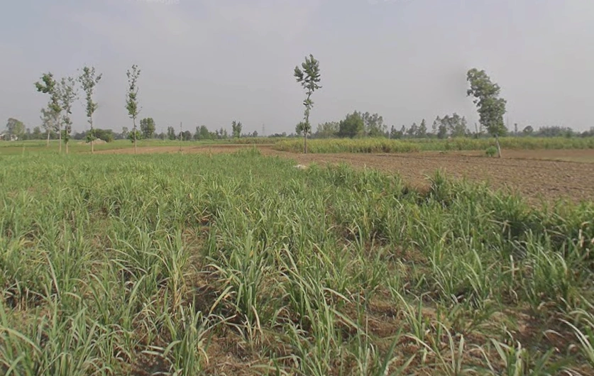 Amroha, Uttar Pradesh, India