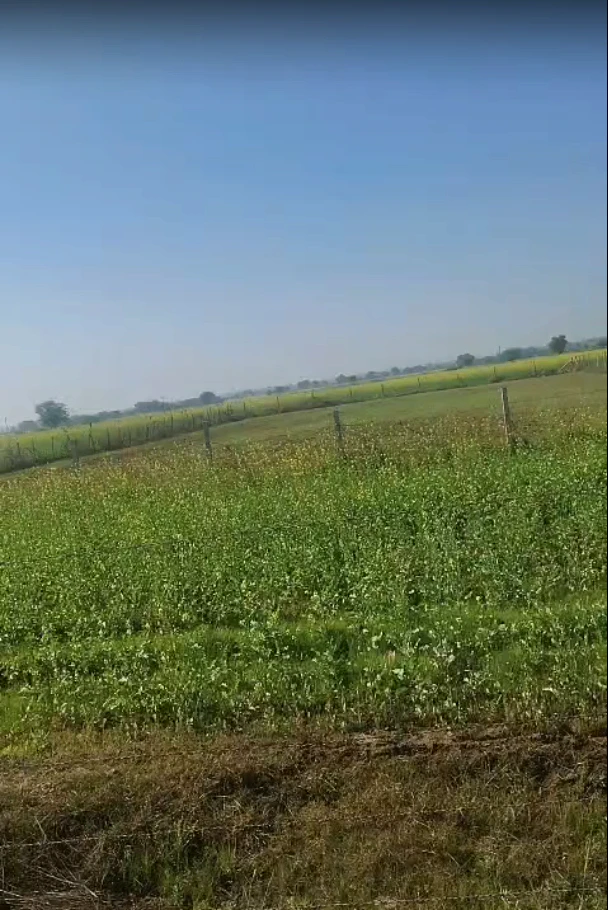 MWM8+JCP, Sadashivpura at Yarlipura, Rajasthan 303903, India