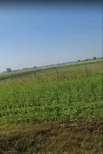 MWM8+JCP, Sadashivpura at Yarlipura, Rajasthan 303903, India preview 3