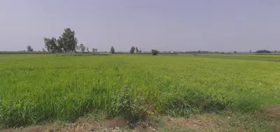 Hasanpur, Uttar Pradesh 244241, India preview 2
