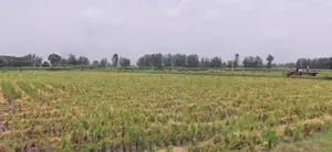 Chintaman Ganesh Mandir, Ujjain, Ratnakhedi, Madhya Pradesh 456006, India preview 3