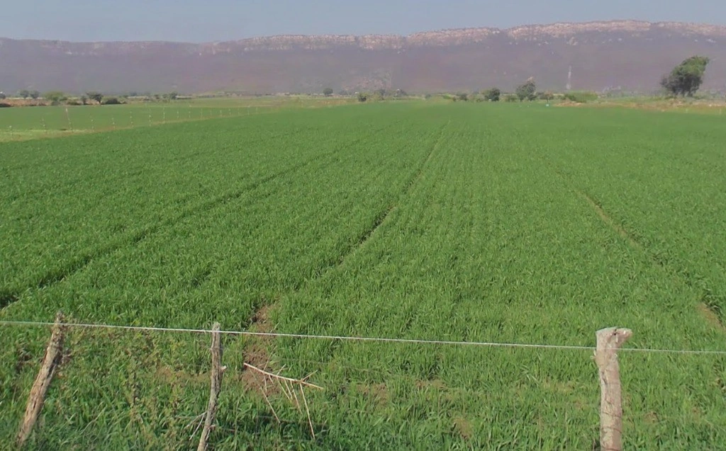 Birbira, Chhattisgarh 493441, India