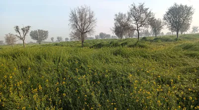 Dhahlavas, Rajasthan 301001, India preview 3