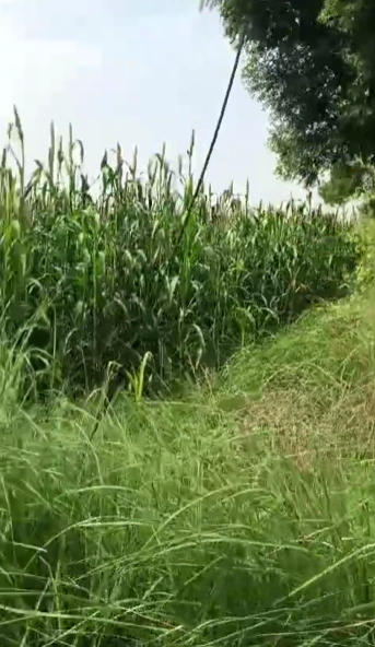 Mant, Mathura, Uttar Pradesh 281202, India