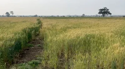 F823+25Q, Bhopal, Unida, Madhya Pradesh, India preview 2