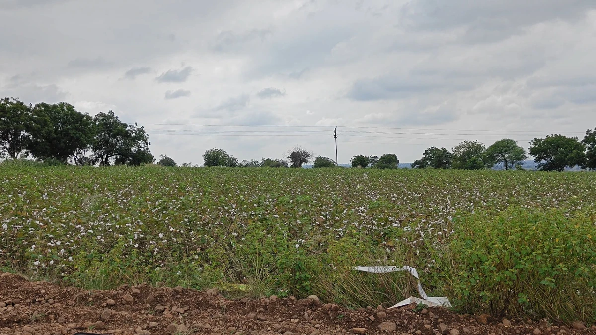 2J5F+684, Hipperga S.Nelogi, Karnataka 585310, India
