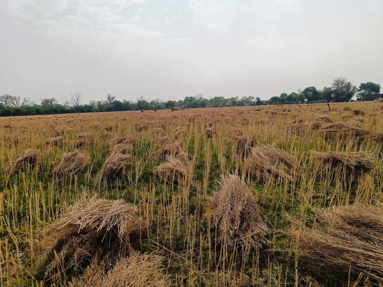 Gharwari, Rajasthan 321201, India