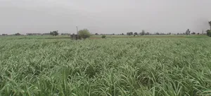 Baraut, Uttar Pradesh 250611, India preview 3
