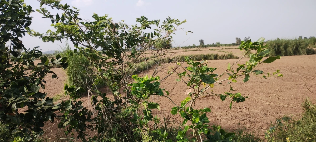 Nagla Chahar, Rajasthan 321203, India