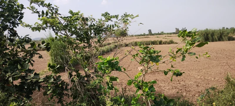 Nagla Chahar, Rajasthan 321203, India preview 3