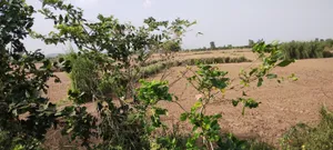 Nagla Chahar, Rajasthan 321203, India preview 3