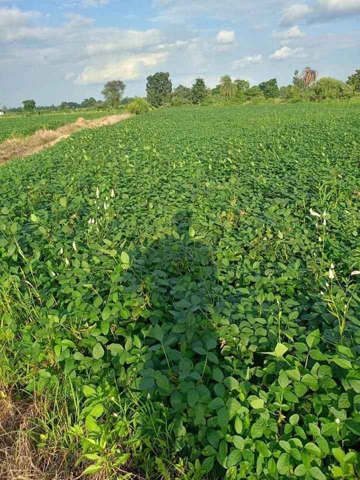 Palkhedi, Madhya Pradesh 456006, India