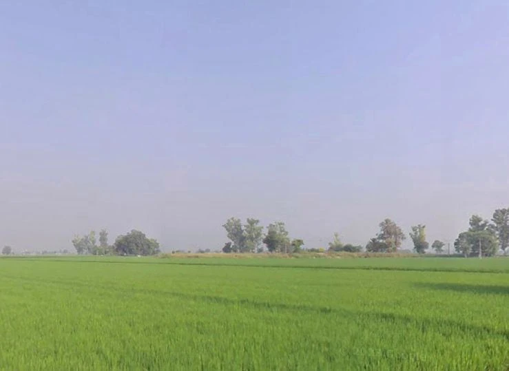 Badhni, Badhni Kalan, Punjab 142037, India