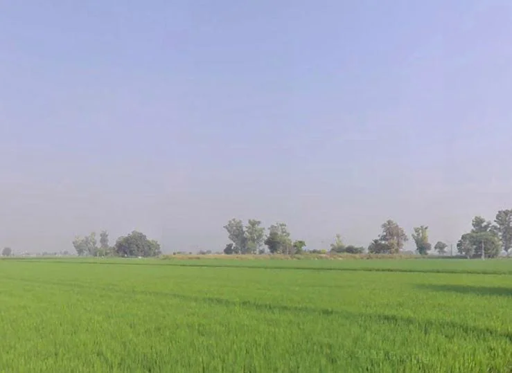 Badhni, Badhni Kalan, Punjab 142037, India preview 3