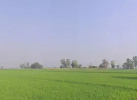 Badhni, Badhni Kalan, Punjab 142037, India preview 3