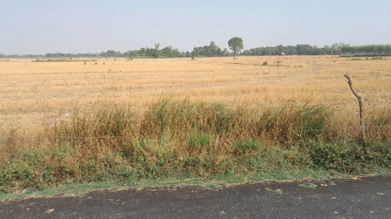 H2MQ+XQ, Padariya Dalelpur, Aadil Pur, Uttar Pradesh 224208, India