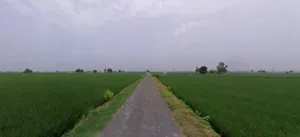Nissing, Haryana 132024, India preview 4