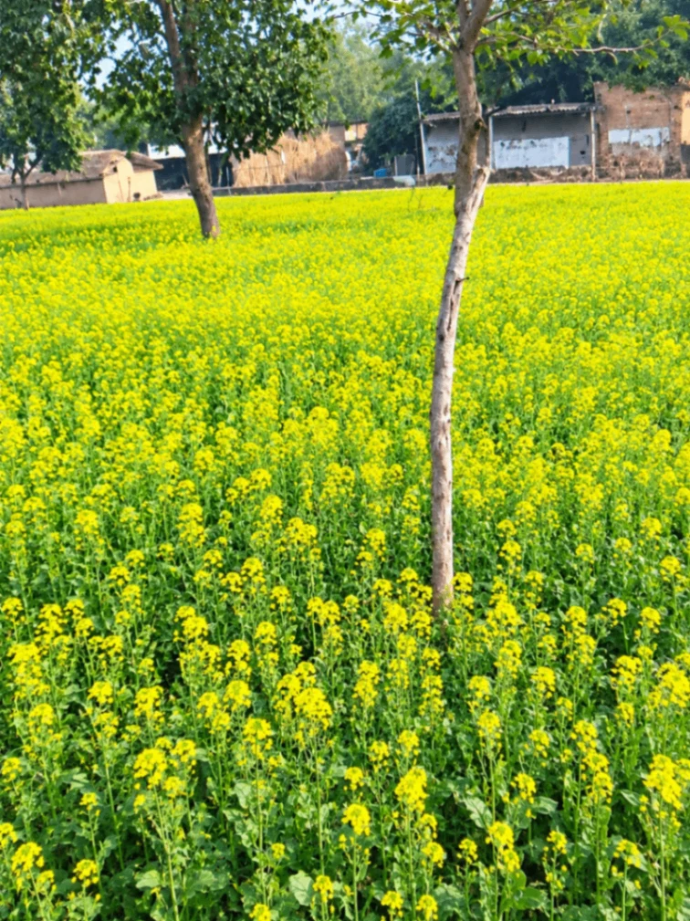 Maholi, Kanpur Nagar, Uttar Pradesh 209402, India