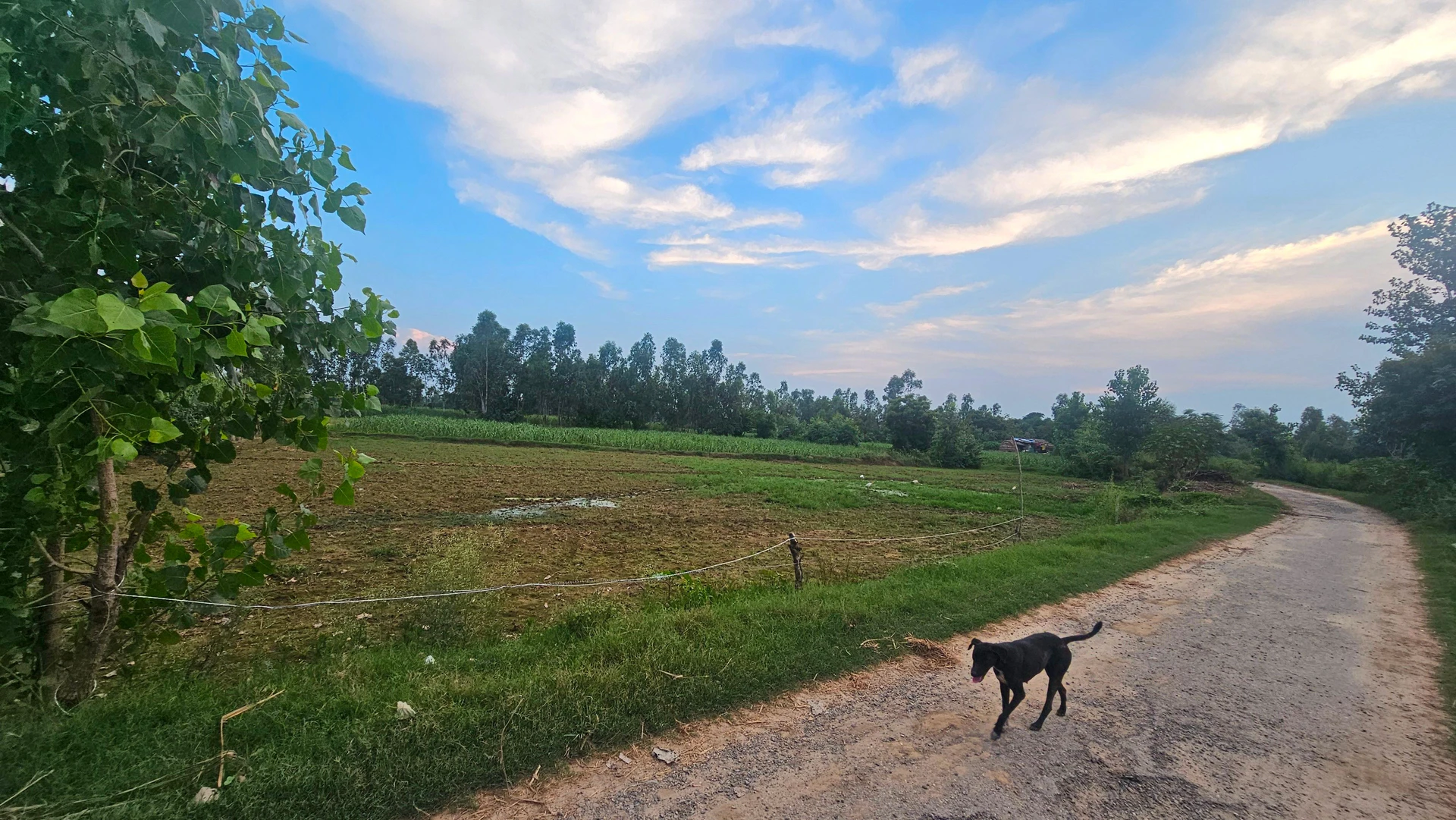 Patna, Faridpur, Bareilly, Uttar Pradesh, India