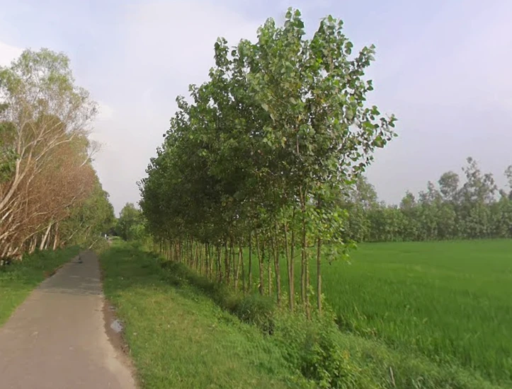 Mirzapur Pole, Uttar Pradesh 247121, India