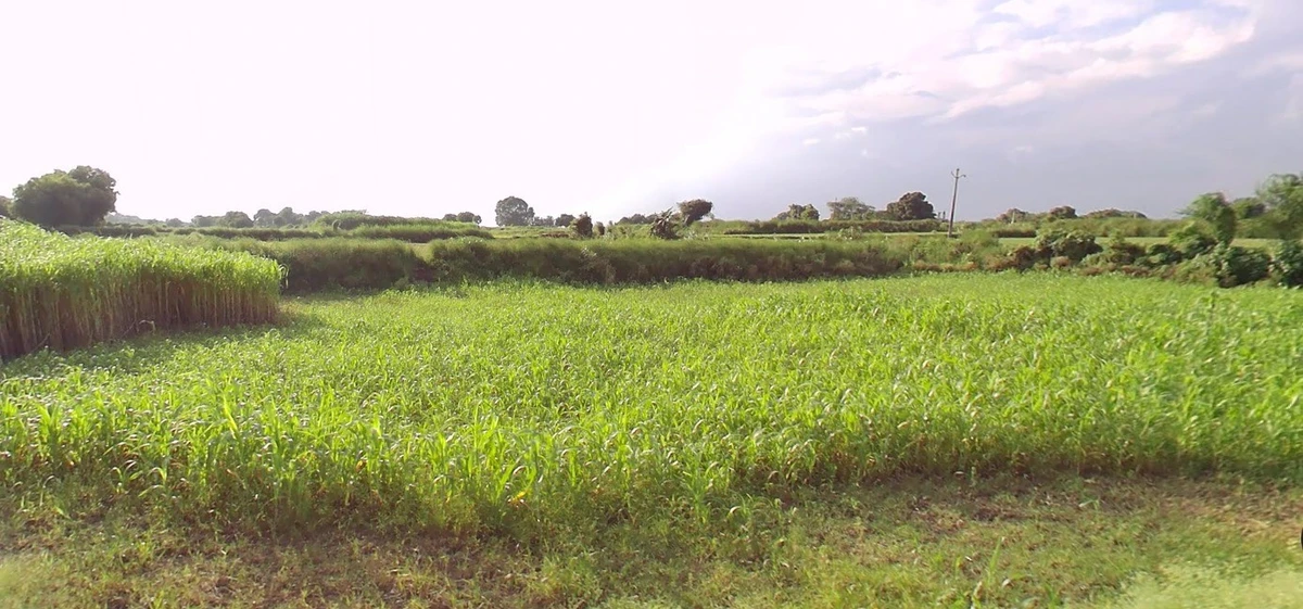 Barnagar, Madhya Pradesh 456771, India