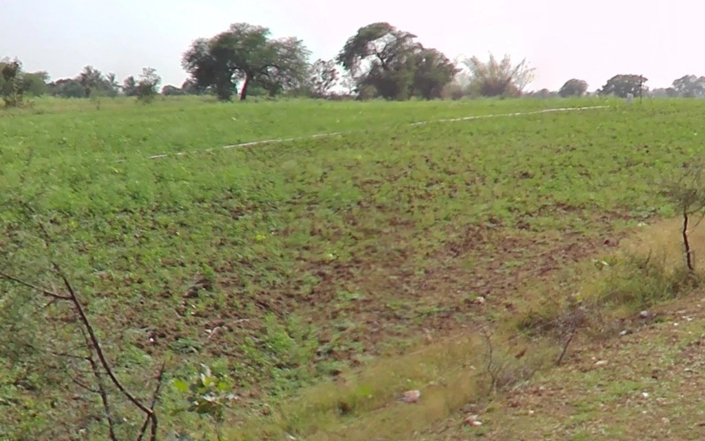 Patewa, Chhattisgarh 493551, India