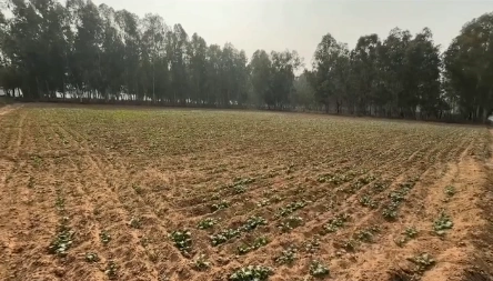 CCRR+XH Nagda, Ujjain, Madhya Pradesh, India