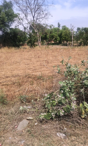 7PM4+59 Janavali, Sindhudurg, Maharashtra, India