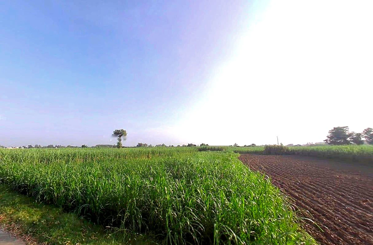 Jaroda Panda, Uttar Pradesh 247453, India