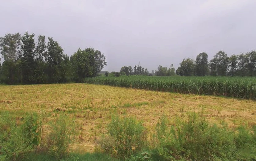 Behat, Uttar Pradesh 247121, India