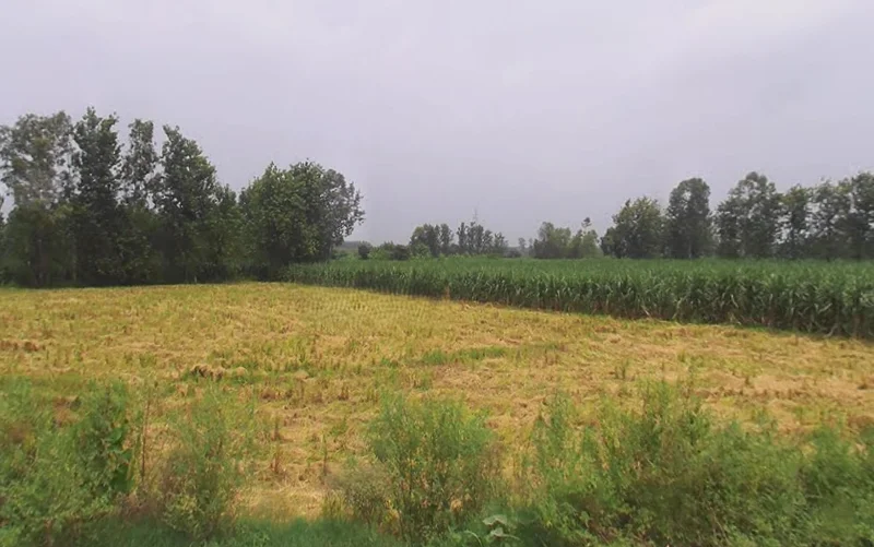 Behat, Uttar Pradesh 247121, India preview 3