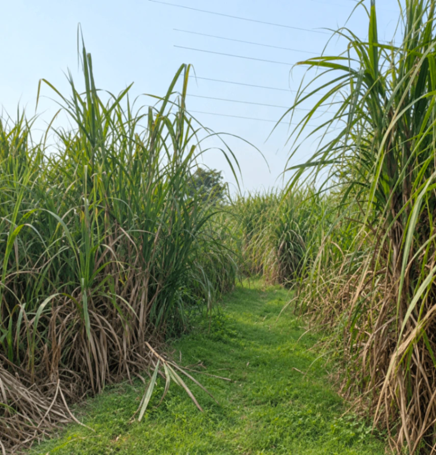6PPX+X68, Muzaffarnagar, Yusufpur Piplhera, Uttar Pradesh 251201, India - Photo 3