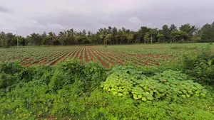 Heggadadevankote, Karnataka 571114, India preview 2