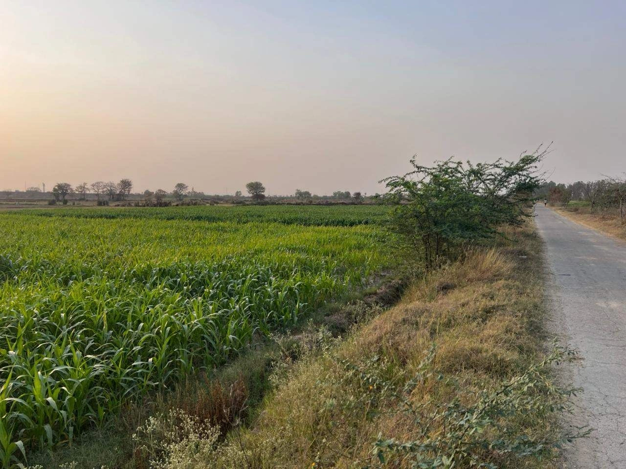 Saidpur, Nizampur Khurd, Haryana 131402, India