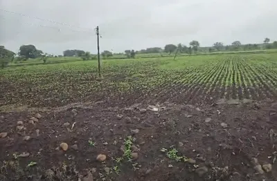 Kolgaon, Khandwa, Madhya Pradesh 450991, India preview 2